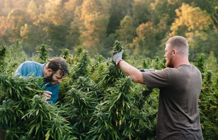 The Dos and Don’ts of Starting a Cannabis Business