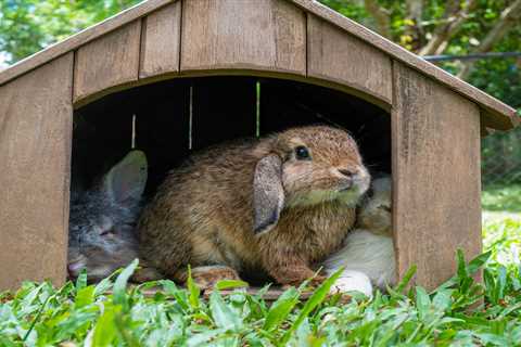 From a bunny feeling the heat to a gloomy gerbil – your pet queries answered