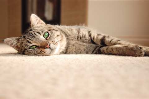 From a cat who won’t step on carpet to a bald gerbil — your pet queries answered