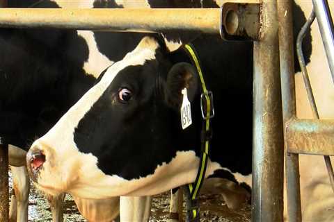 Revolutionizing the Dairy Industry in Eau Claire, Wisconsin: How Technology is Transforming the..