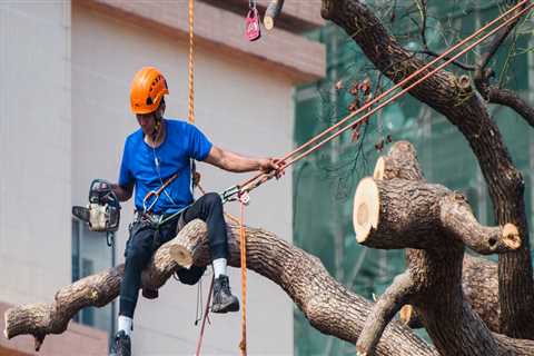 Boost Property Value: Tree Pruning Services For Your Scottsdale Fix And Flip