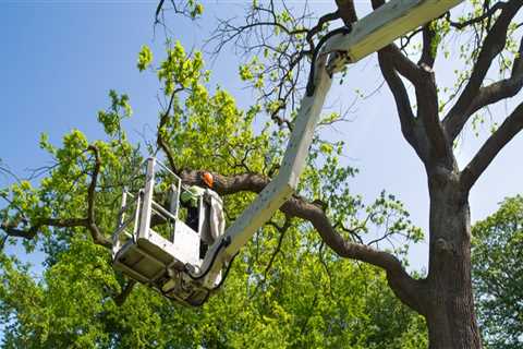 Revamp Your Property: The Ultimate Guide To Tree Service In West Newbury For Fix And Flip Projects