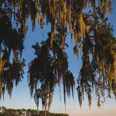 Exploring the Population and Demographic Makeup of Lowcountry South Carolina